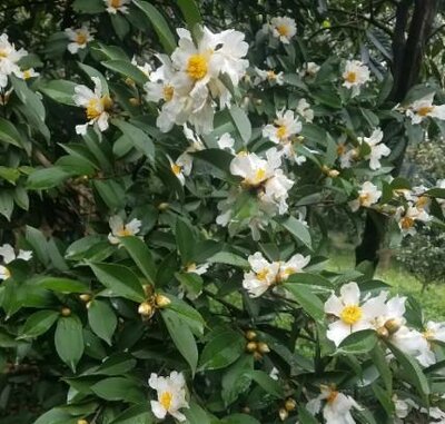 Tea-Oil Camellia - image 1