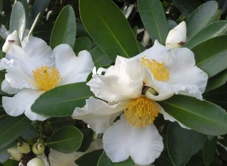Fried Egg Tree (Gordonia axillaris)