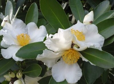 Fried Egg Tree (Gordonia axillaris)