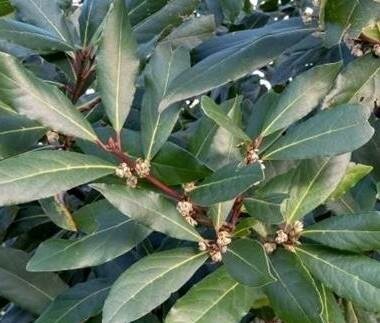Fragrant Jade Sweet Bay Leaf Laurel