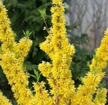 Green-Stem Forsythia