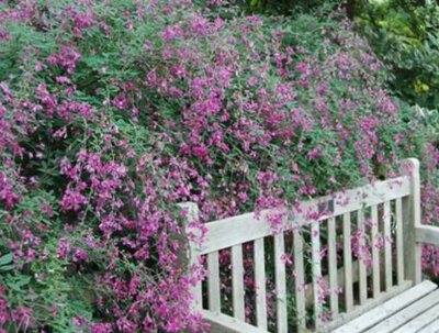 Thunberg's Bush Clover