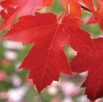 Propinquum Red Maple