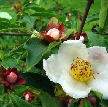 Beaked Stewartia
