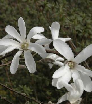 Kobus Magnolia