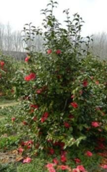 Red-Flowering Camellias