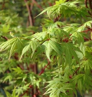 Coral Bark Japanese Maple - Sango Kaku