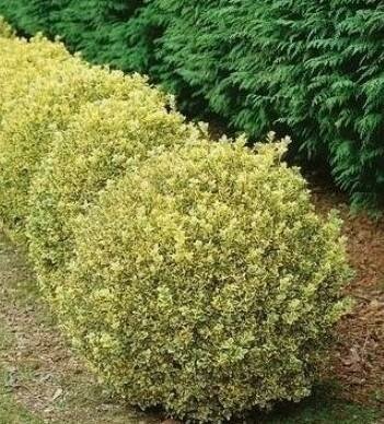 Variegated Boxwood Globe