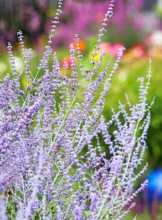 Russian Sage