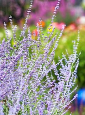 Russian Sage