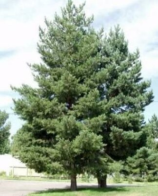 Scotch Pine