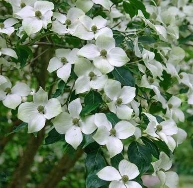 Chinese Dogwood
