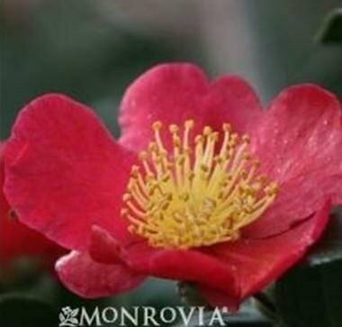 Yuletide Camellia Patio Tree