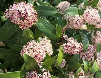 Giant Pink Rubesta Japanese Skimmia