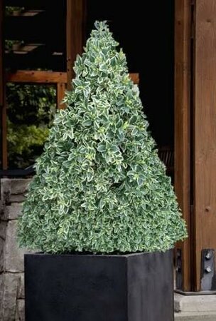 Variegated Boxwood - Cone