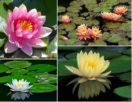 Nymphaea Wilfron Gonnere