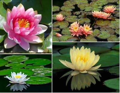Nymphaea Wilfron Gonnere