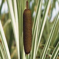 Variegated Broadleaf Cattail