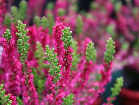 Dark Beauty Summer Heather