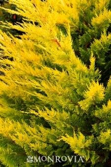 Gold Rider Leylandi Cypress