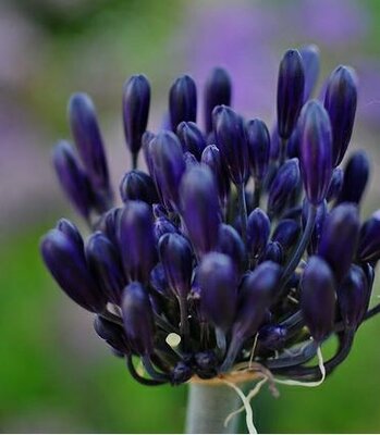 Black Pantha Lily Of The Nile