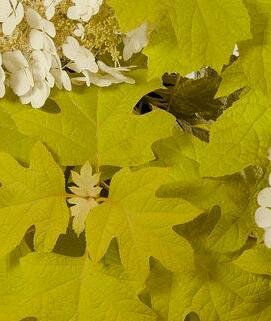 Little Honey Oakleaf Hydrangea - image 2