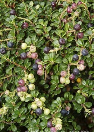 Evergreen Huckleberry - image 1