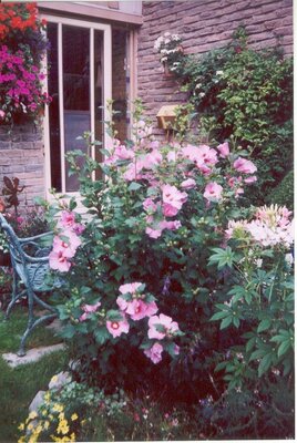 Minerva Hardy Hibiscus Tree (Rose Of Sharon) - image 1