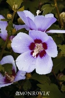 Minerva Hardy Hibiscus Tree (Rose Of Sharon) - image 2