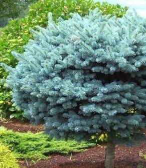 Globe Blue Spruce