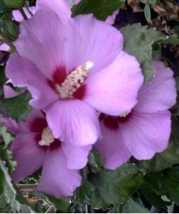 Minerva Hardy Hibiscus Tree (Rose Of Sharon) - image 3