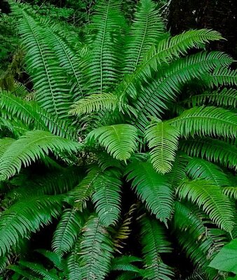 Western Sword Fern - image 2