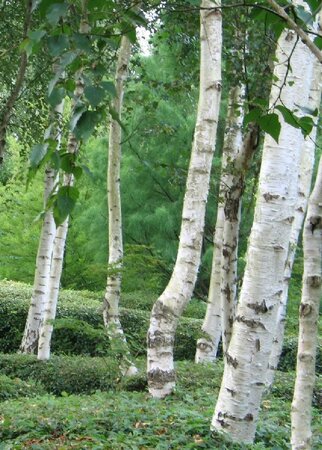 White Paperbark Birch (Jacquemonti)