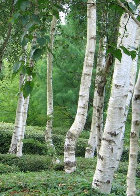 White Paperbark Birch (Jacquemonti)