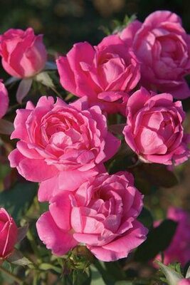 KnockOut White Shrub Rose