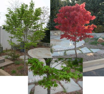 Tobiosho Japanese Maple