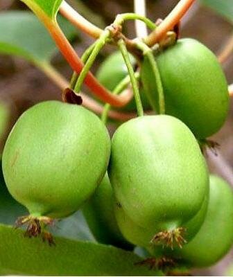 Self-Fertile Issai Kiwi
