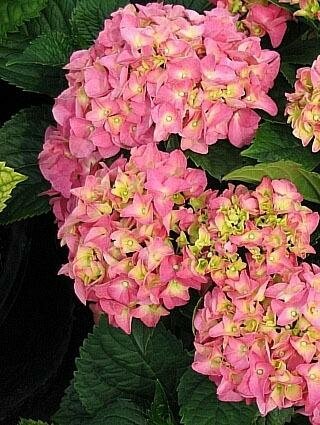 Merrits Beauty Hydrangea