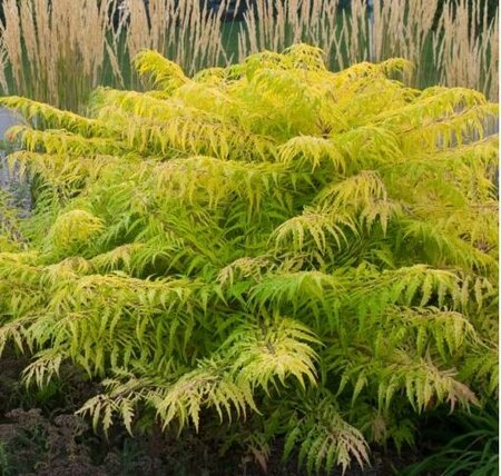Tiger Eyes Sumac