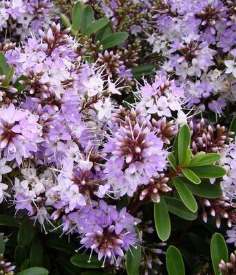Patty's Purple Hebe