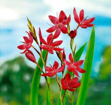 Red Scarlet River Lily
