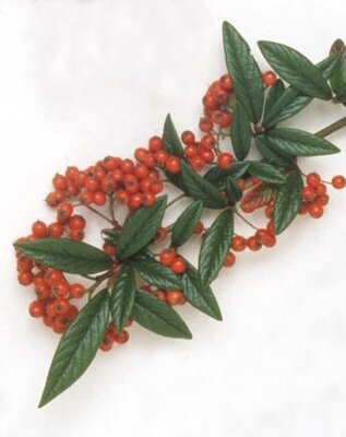 Willow-Leaf Cotoneaster