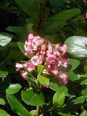 Pink Princess Escallonia