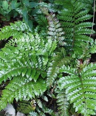 Japanese Tassle Fern