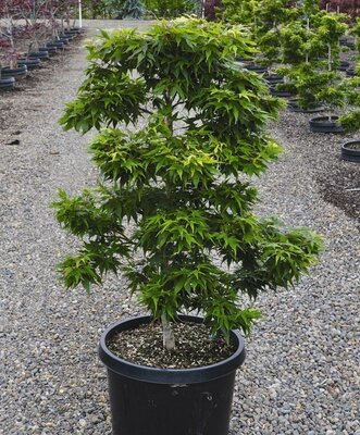 Mikawa Yatsubusa Japanese Maple