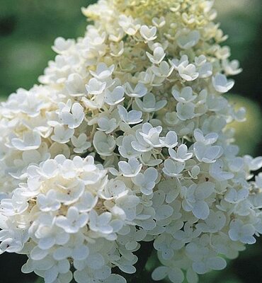 Pee Gee Hydrangea