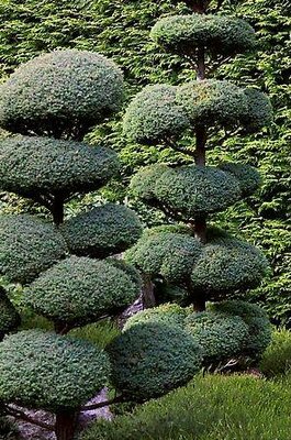 5' Topiary Boulevard Cypress
