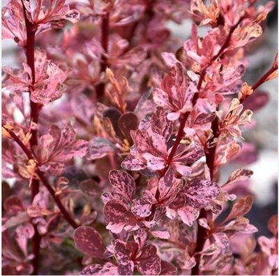 Rose Glow Barberry