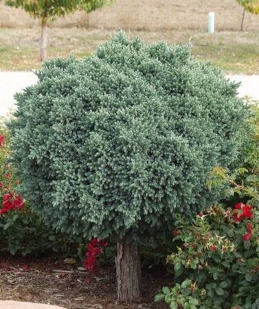 Blue Star Juniper Tree