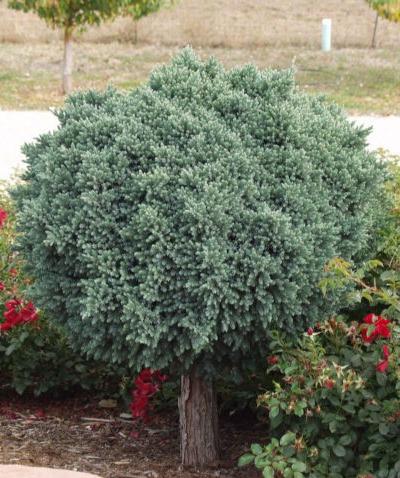 Blue Star Juniper Tree
